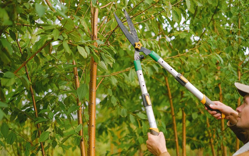 Tree trimming in Hastings, IA